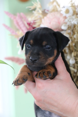 BLACK DE PECH ET CATMALOU