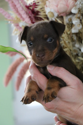 BAYA DE PECH ET CATMALOU