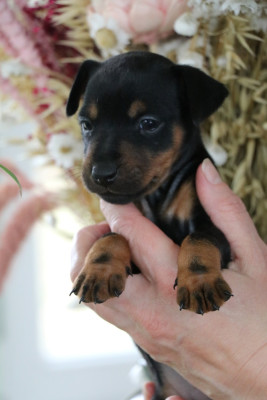 BAILEYS DE PECH ET CATMALOU