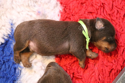 MALE CHOCOLAT (Collier Vert)