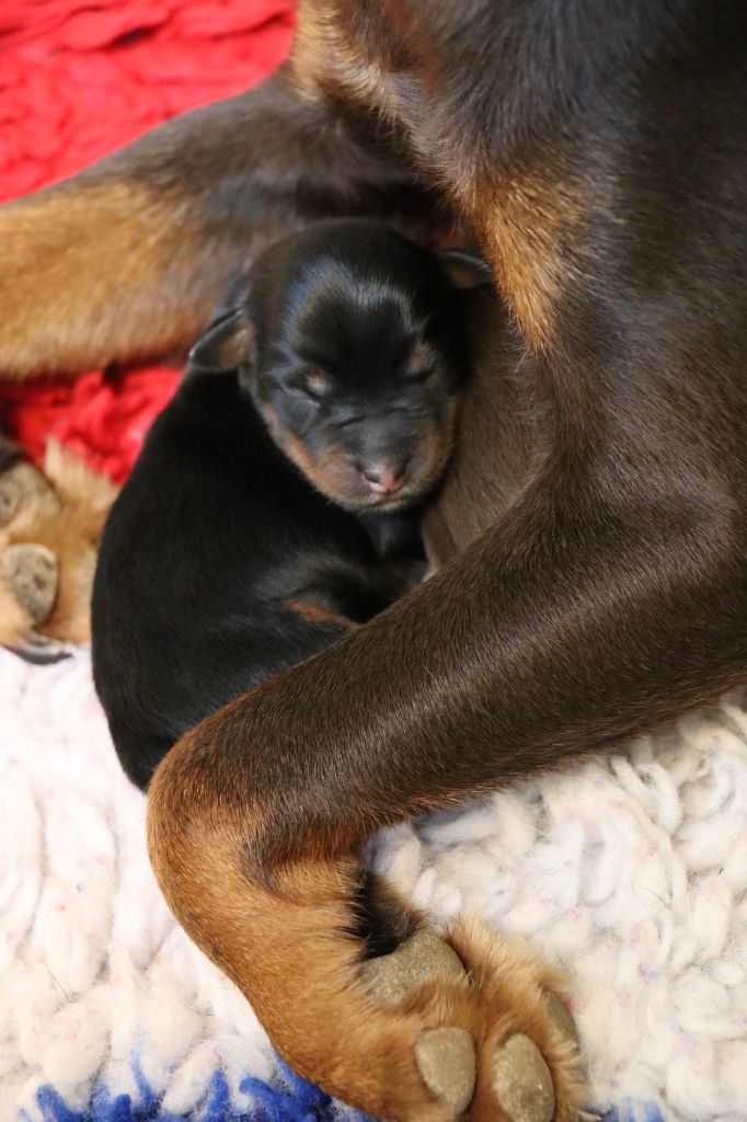 De Pech & Catmalou - Chiots disponibles - Terrier de chasse allemand