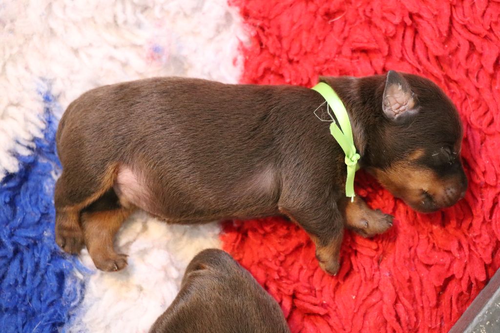 De Pech & Catmalou - Chiots disponibles - Terrier de chasse allemand