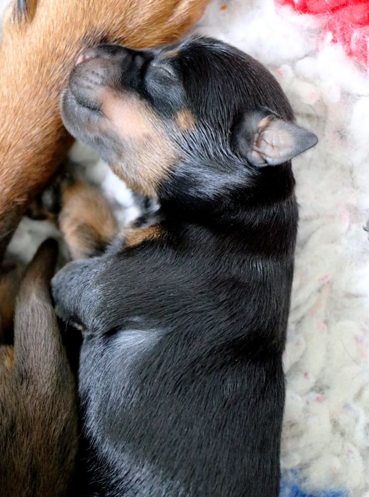 De Pech & Catmalou - Chiots disponibles - Terrier de chasse allemand